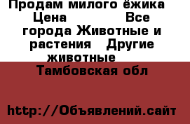 Продам милого ёжика › Цена ­ 10 000 - Все города Животные и растения » Другие животные   . Тамбовская обл.